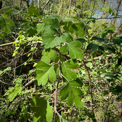 Crataegus apiifolia, photograph Caroline Kane, CC BY, iNaturalist via GBIF