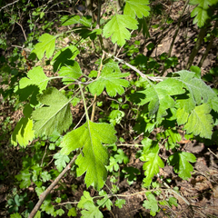 Crataegus apiifolia, photograph Caroline Kane, CC BY, iNaturalist via GBIF