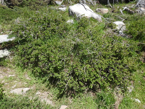 Berberis aetnensis, photograph 4
