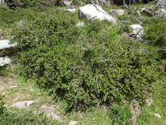 Berberis aetnensis, photograph (c) Yves Bas, some rights reserved (CC BY)