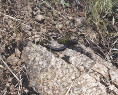 Orthoporus