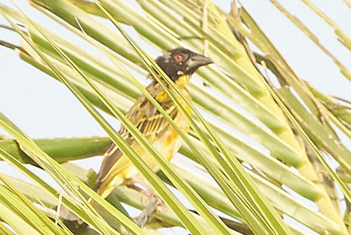 Village Weaver