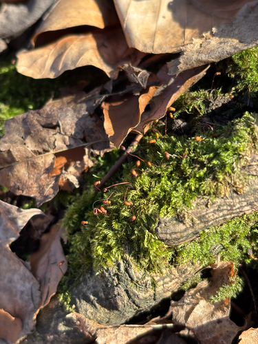 velvet feather-moss (Brachytheciastrum velutinum)