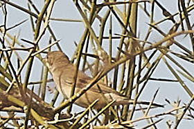 Greater Whitethroat