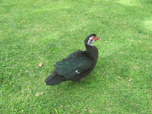 Pato criollo (Cairina moschata)