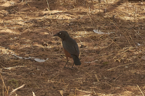 Chestnut-bellied Starling