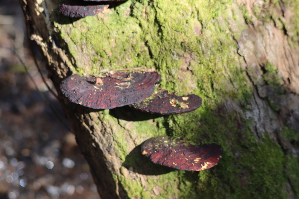 Daedaleopsis confragosa · March 2026 · photo: © scottexplores (iNaturalist, cc-by)