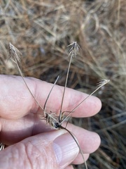 Cyperus plukenetii