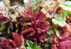 Synchytrium papillatum