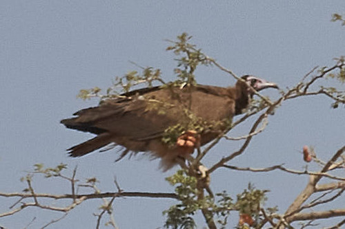 Hooded Vulture