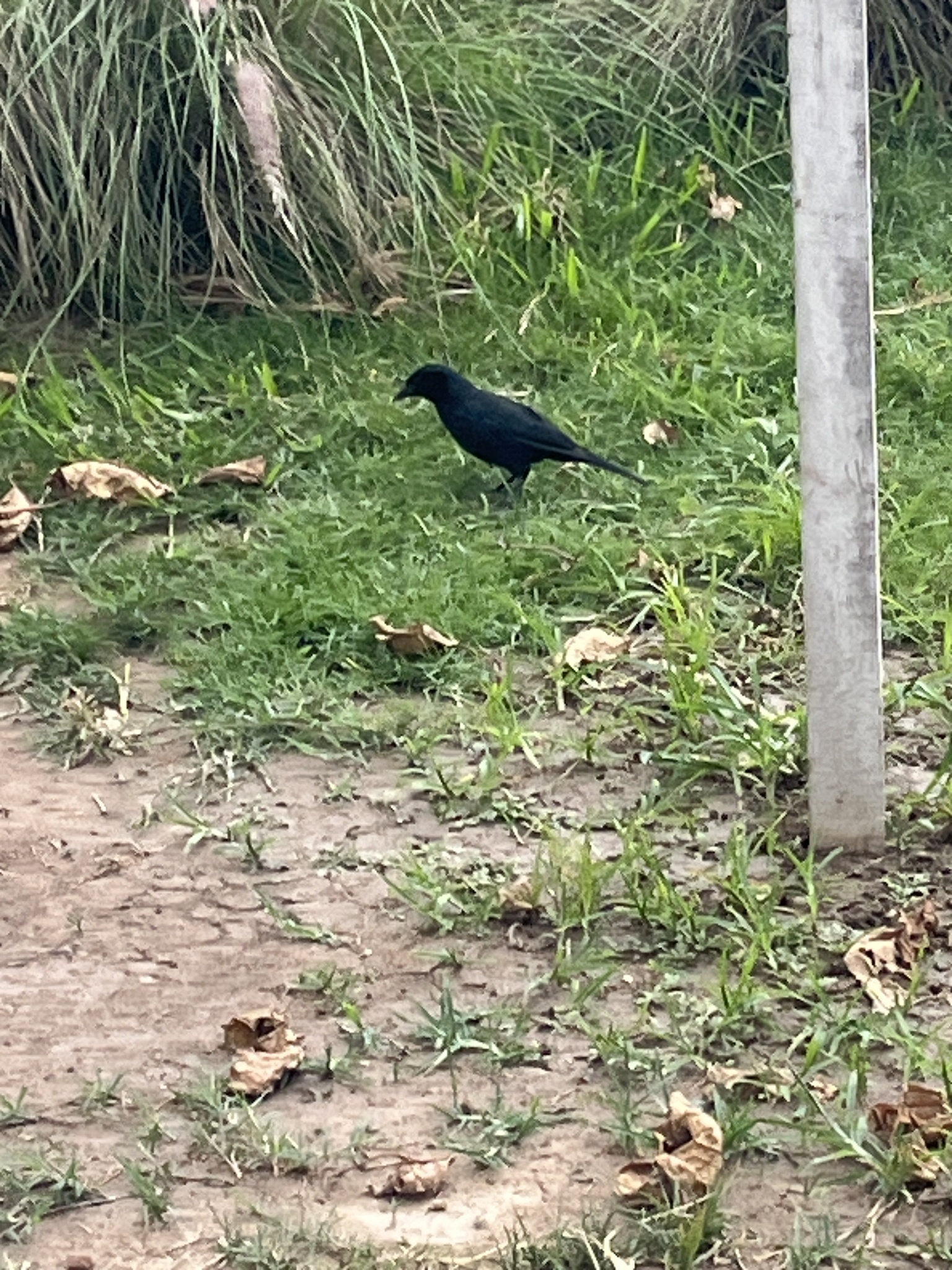 Scrub Blackbird (Dives warczewiczi), photo 10