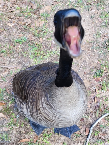 Canada Goose photographed in Alabama