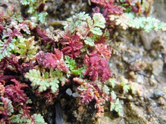 Synchytrium papillatum