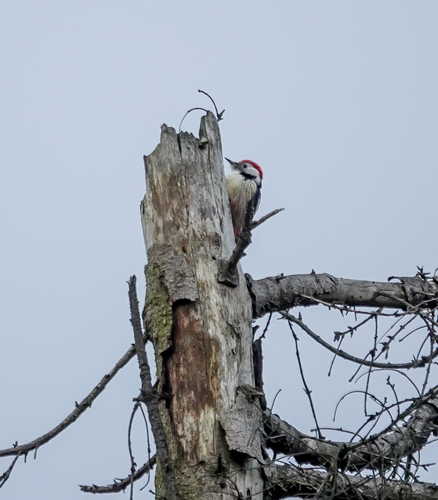 Middle Spotted Woodpecker, Bergen op Zoom, Nederland, photo 8 of 10