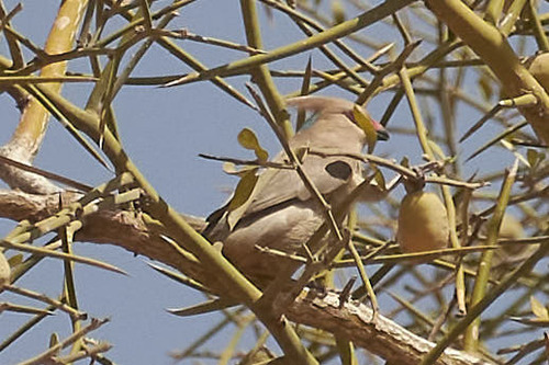 Blue-naped Mousebird