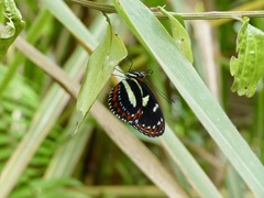 Heliconius atthis