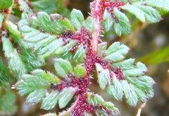 Synchytrium papillatum