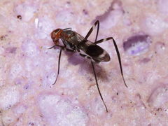 Taeniaptera angulata