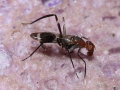 Taeniaptera angulata