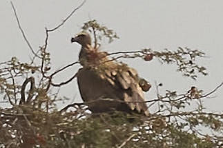 White-backed Vulture