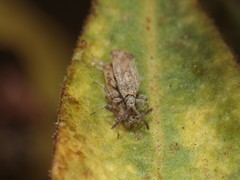 Teleonemia scrupulosa