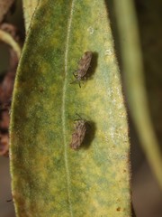 Teleonemia scrupulosa