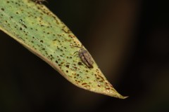 Teleonemia scrupulosa