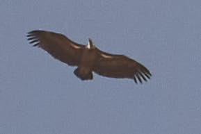 Rüppell's Griffon
