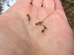 Juncus anthelatus