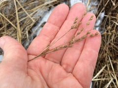 Juncus anthelatus