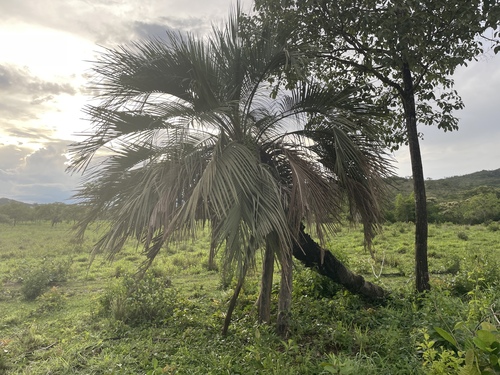 Butia capitata