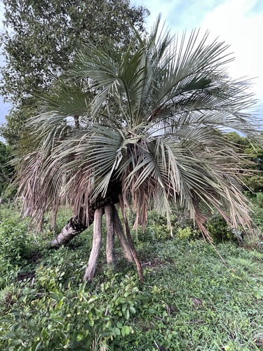Butia capitata