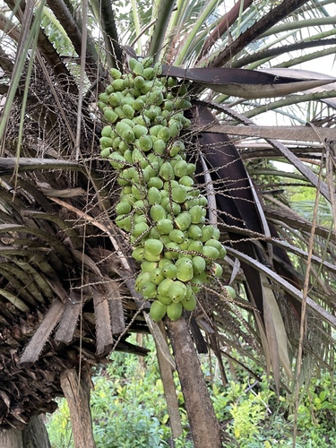 Butia capitata