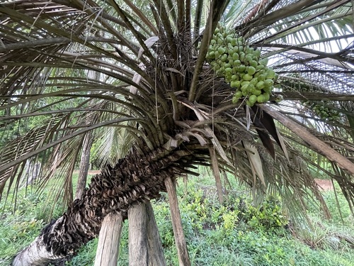 Butia capitata