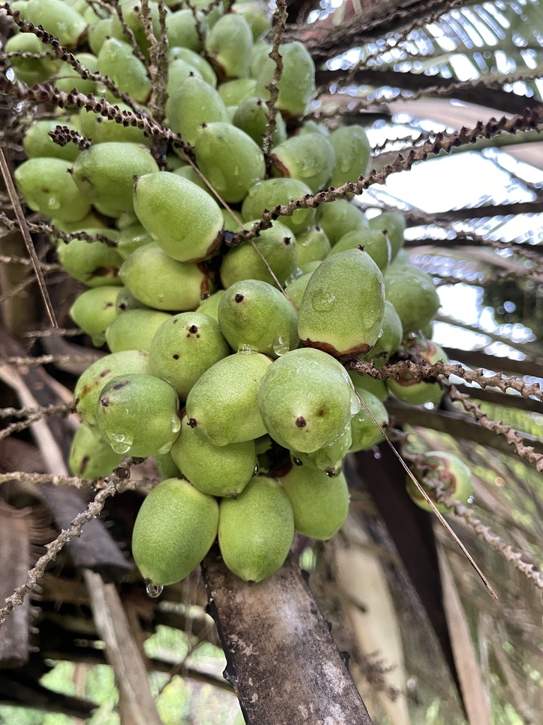 Butia capitata - council-listed tree