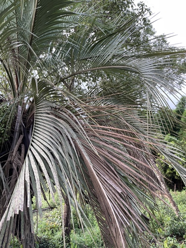 Butia capitata