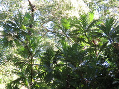 Bocconia arborea