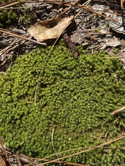 Dicranum condensatum