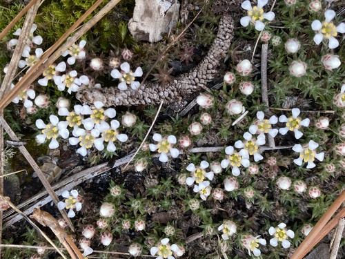 Littleleaf pixiemoss (Pyxidanthera brevifolia)