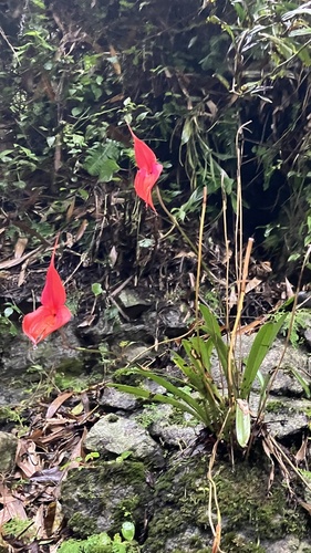 Veitch's Marvel (Masdevallia veitchiana)
