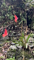 Masdevallia veitchiana, photograph author not stated, no rights reserved