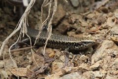 Oligosoma