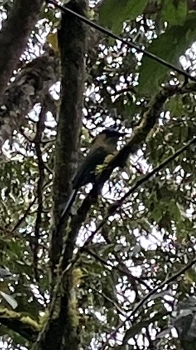 Andean Motmot (Momotus aequatorialis), photo 6