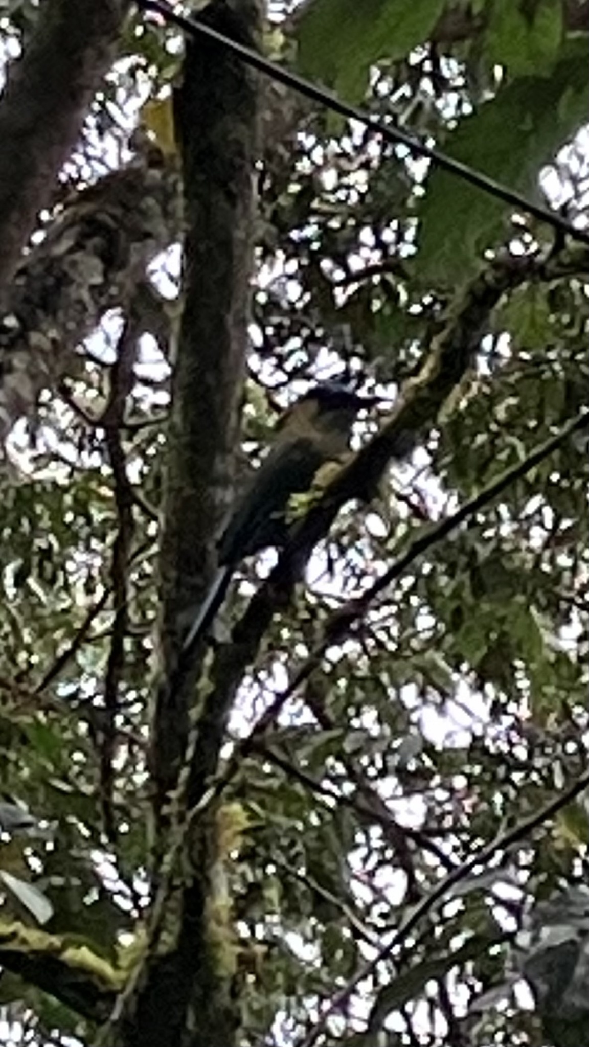 Andean Motmot (Momotus aequatorialis), photo 9