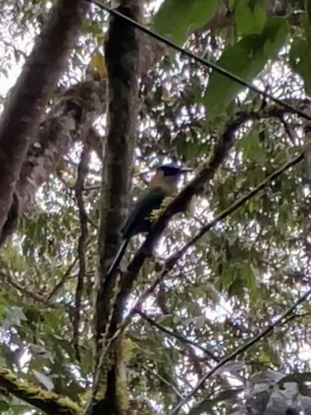 Andean Motmot (Momotus aequatorialis), photo 8