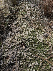 Pyxidanthera brevifolia