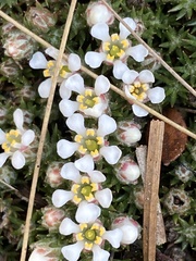 Pyxidanthera brevifolia