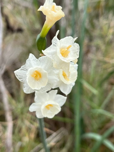 Narcissus dubius, photograph 6