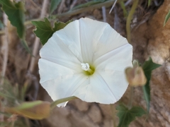 Calystegia subacaulis