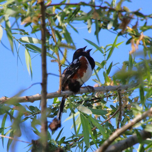 iNaturalist observation photo of Spotted Towhee